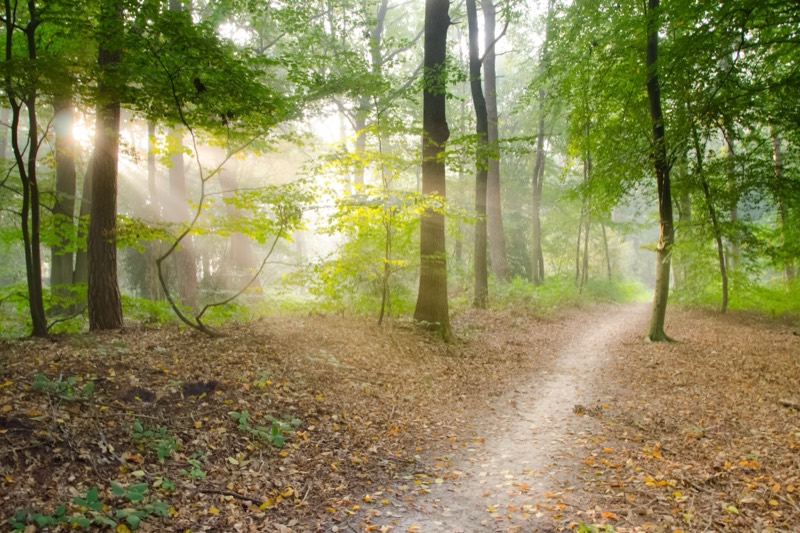 A single path forking in two directions through open ground.